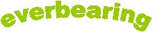 everbearing
