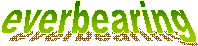 everbearing