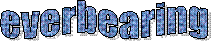 everbearing